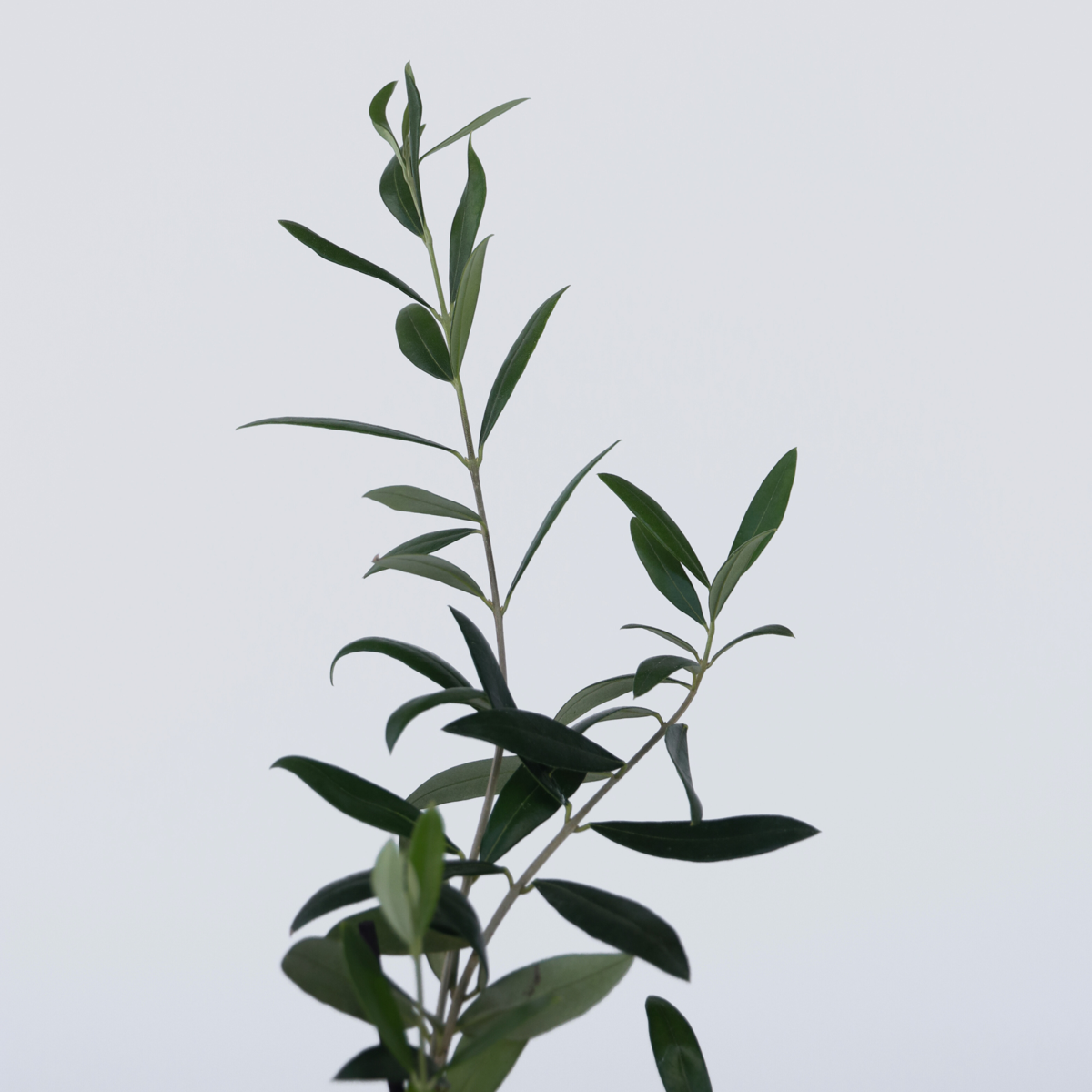 Olivier - Set de 2 - Olea europaea - Hauteur 25-40cm - ⌀9cm