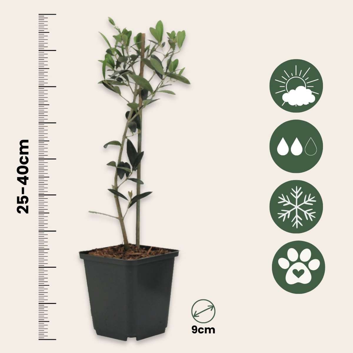 Olivier - Set de 2 - Olea europaea - Hauteur 25-40cm - ⌀9cm