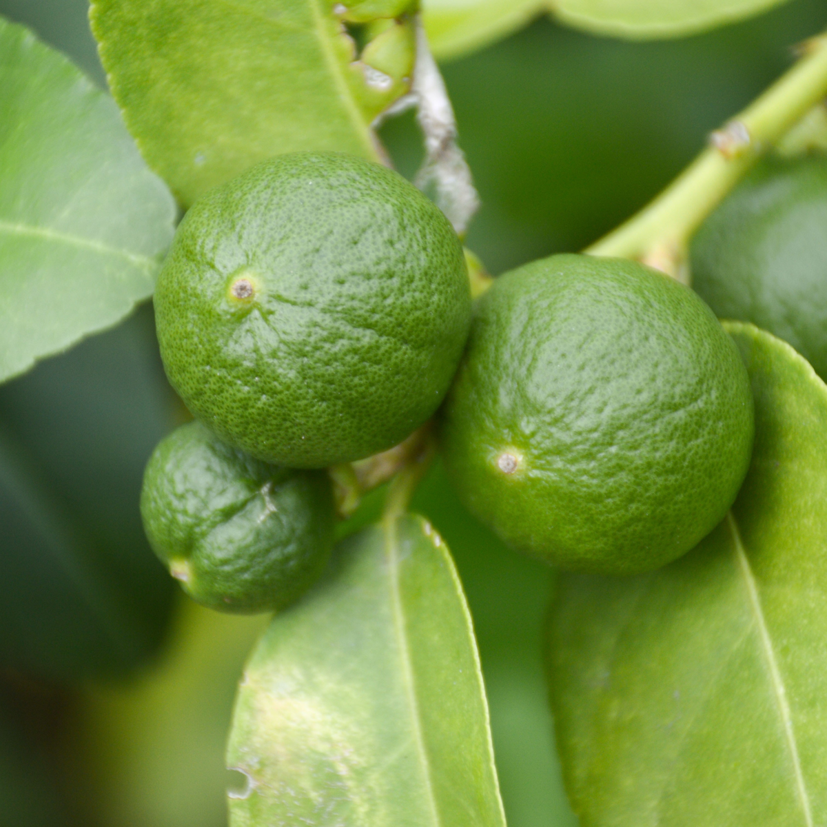 Citronnier - Set de 3 - Citrus aurantifolia - Hauteur 25-40cm - ⌀9cm - TD Plantz