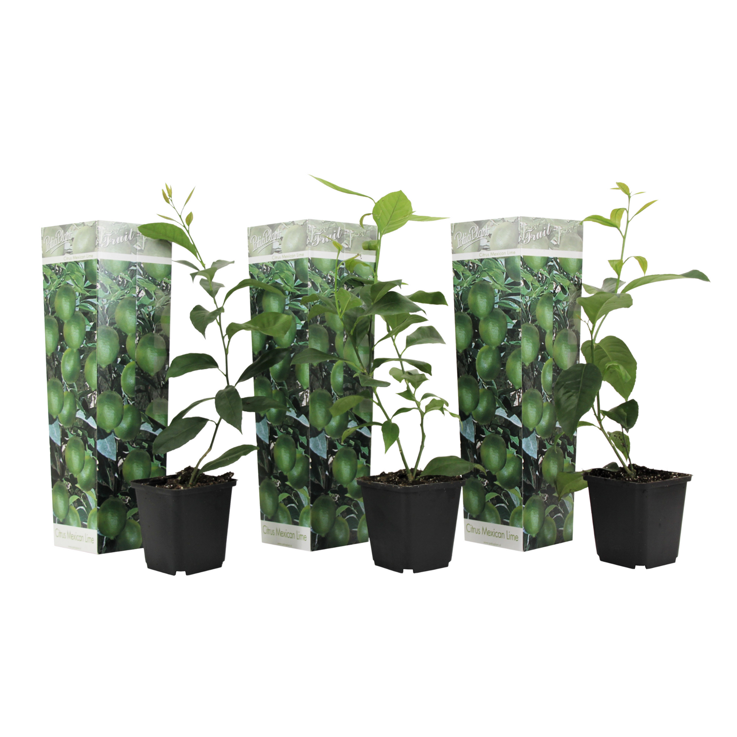 Citronnier - Set de 3 - Citrus aurantifolia - Hauteur 25-40cm - ⌀9cm - TD Plantz