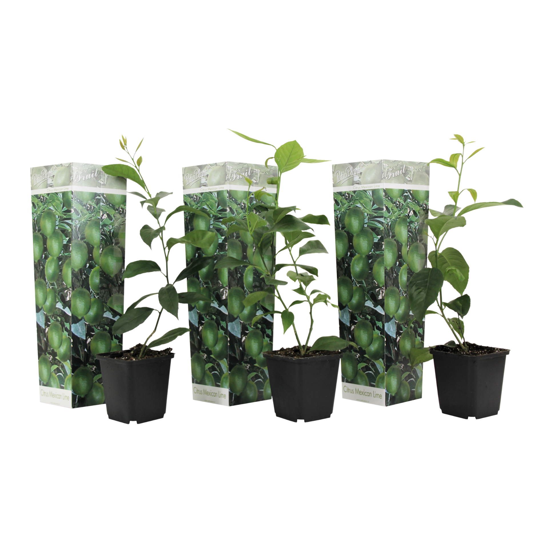 Citronnier - Set de 3 - Citrus aurantifolia - Hauteur 25-40cm - ⌀9cm - TD Plantz