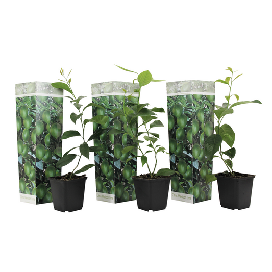 Citronnier - Set de 3 - Citrus aurantifolia - Hauteur 25-40cm - ⌀9cm - TD Plantz