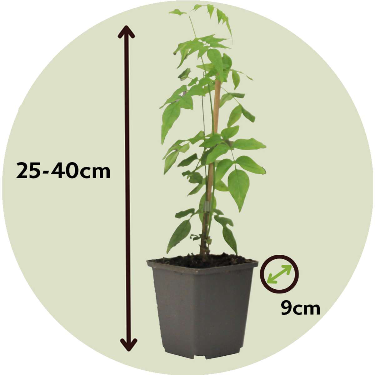 Star of Jasmine - 3 pcs. - Jasminum 'Officinale' - Height 25-40cm - ⌀9cm