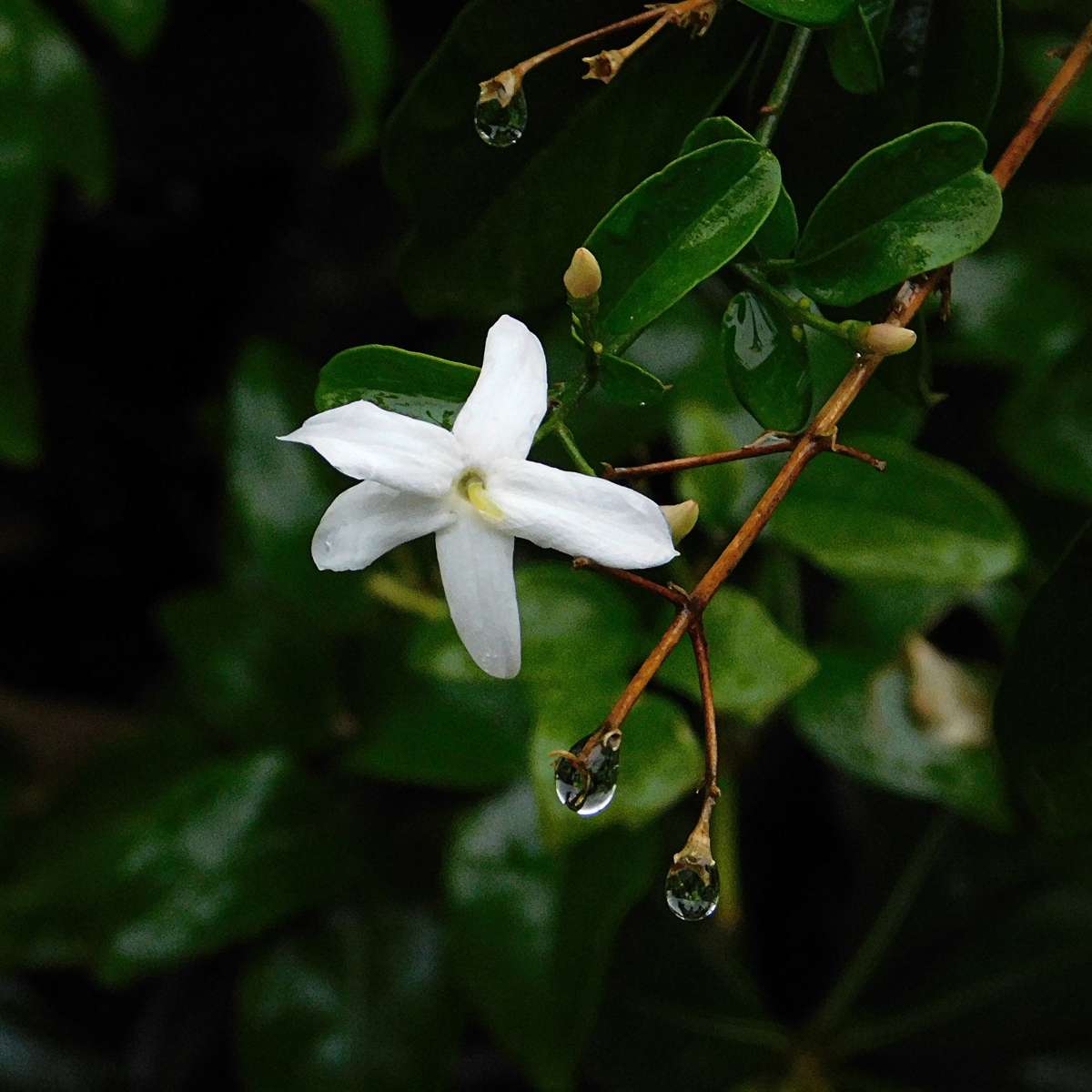 Star of Jasmine - 6 pcs. - Jasminum 'Officinale' - Height 25-40cm - ⌀9cm