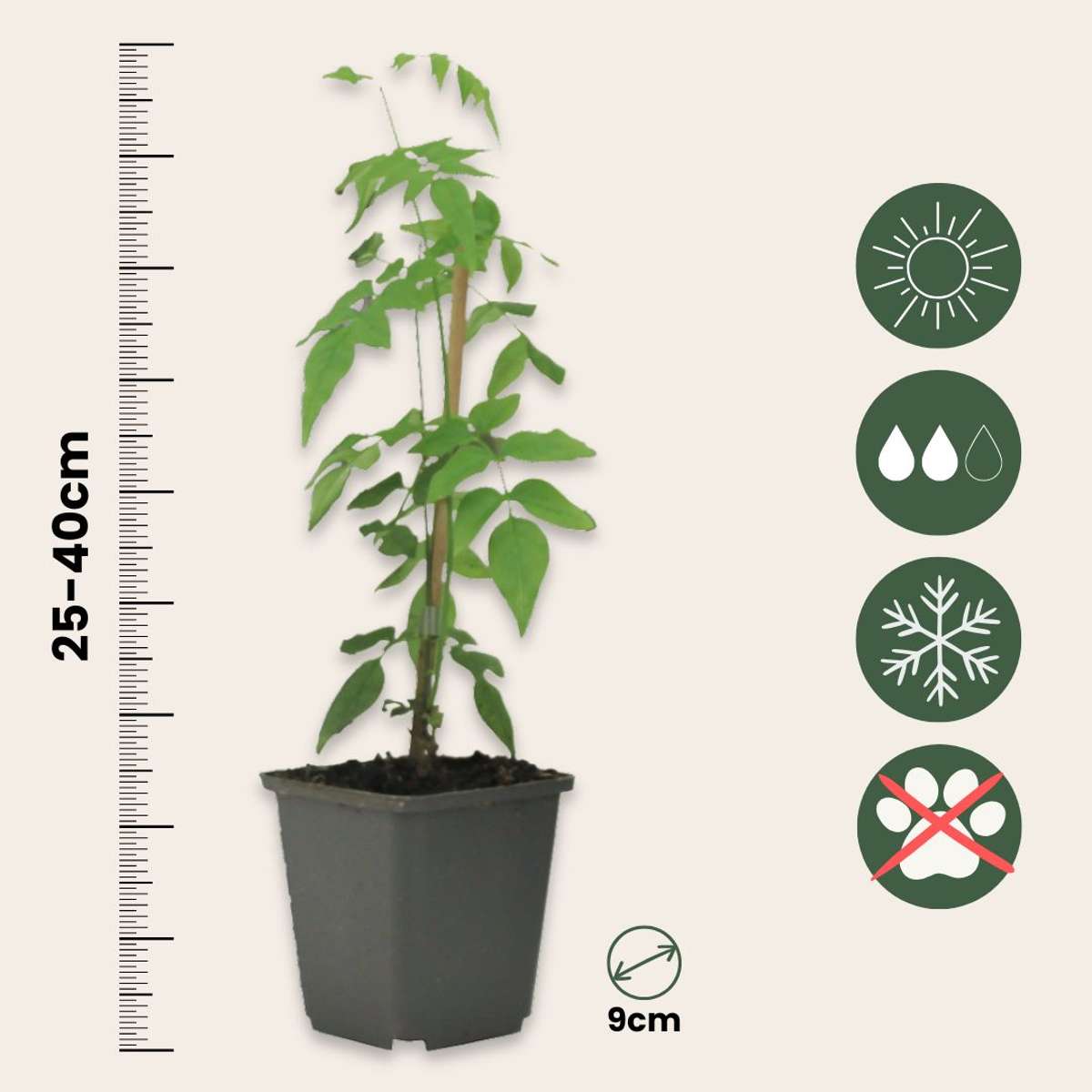 Jasmin étoilé - Set de 6 - Jasminum 'Officinale' - Hauteur 25-40cm - ⌀9cm - TD Plantz