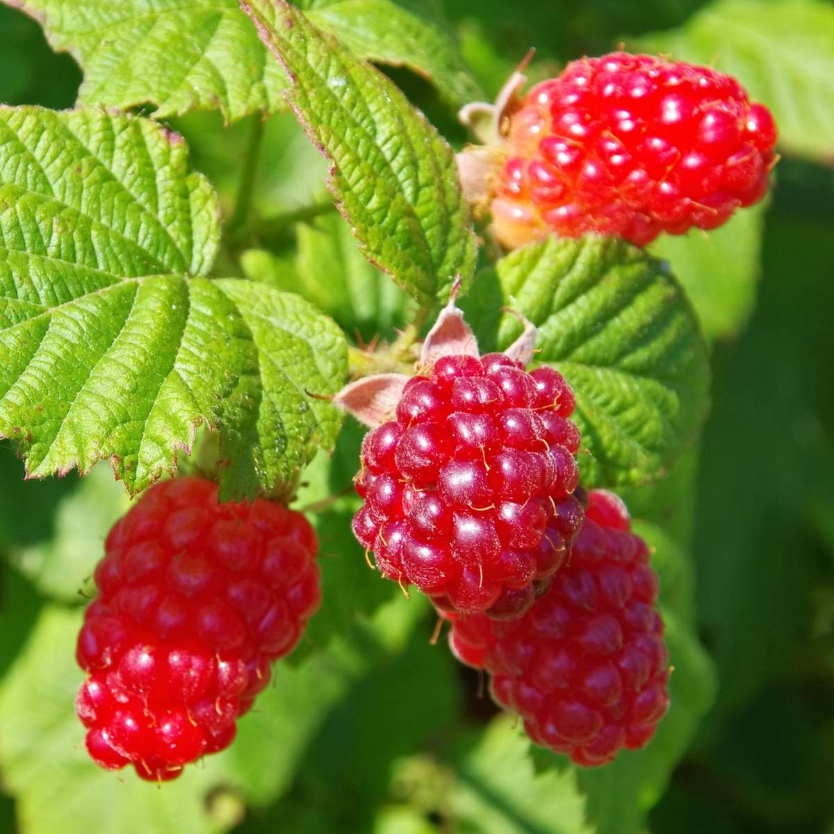 Framboise de Tay - Set de 3 - Rubus 'Tayberry' - Hauteur 25-40cm - ⌀9cm
