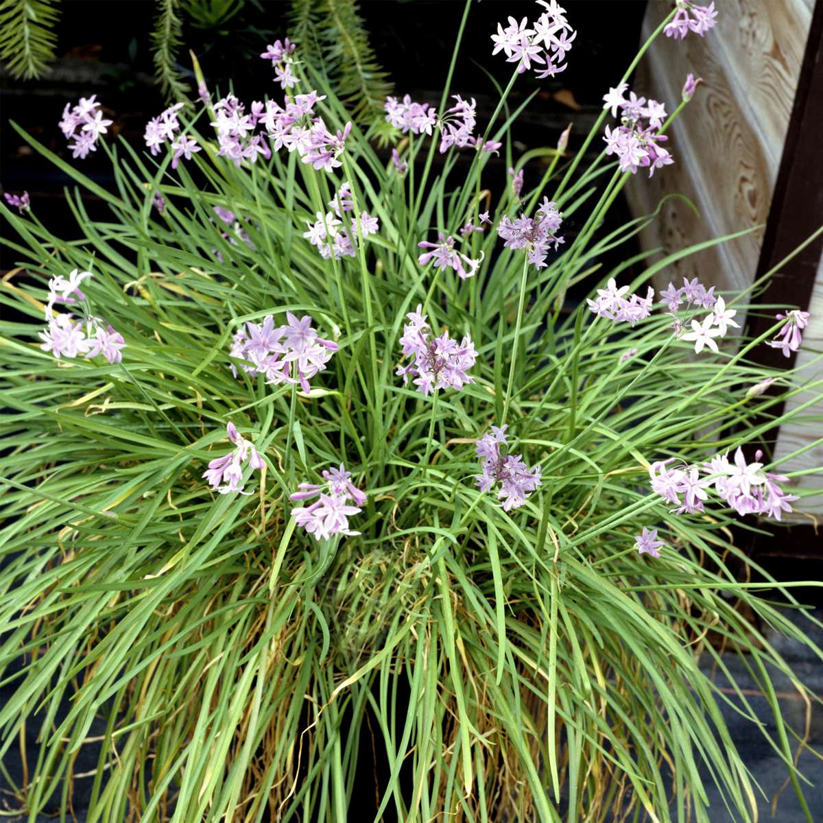 Tulbaghie - Set de 3 - Tulbaghia violacea - Hauteur 15-25cm - ⌀9cm