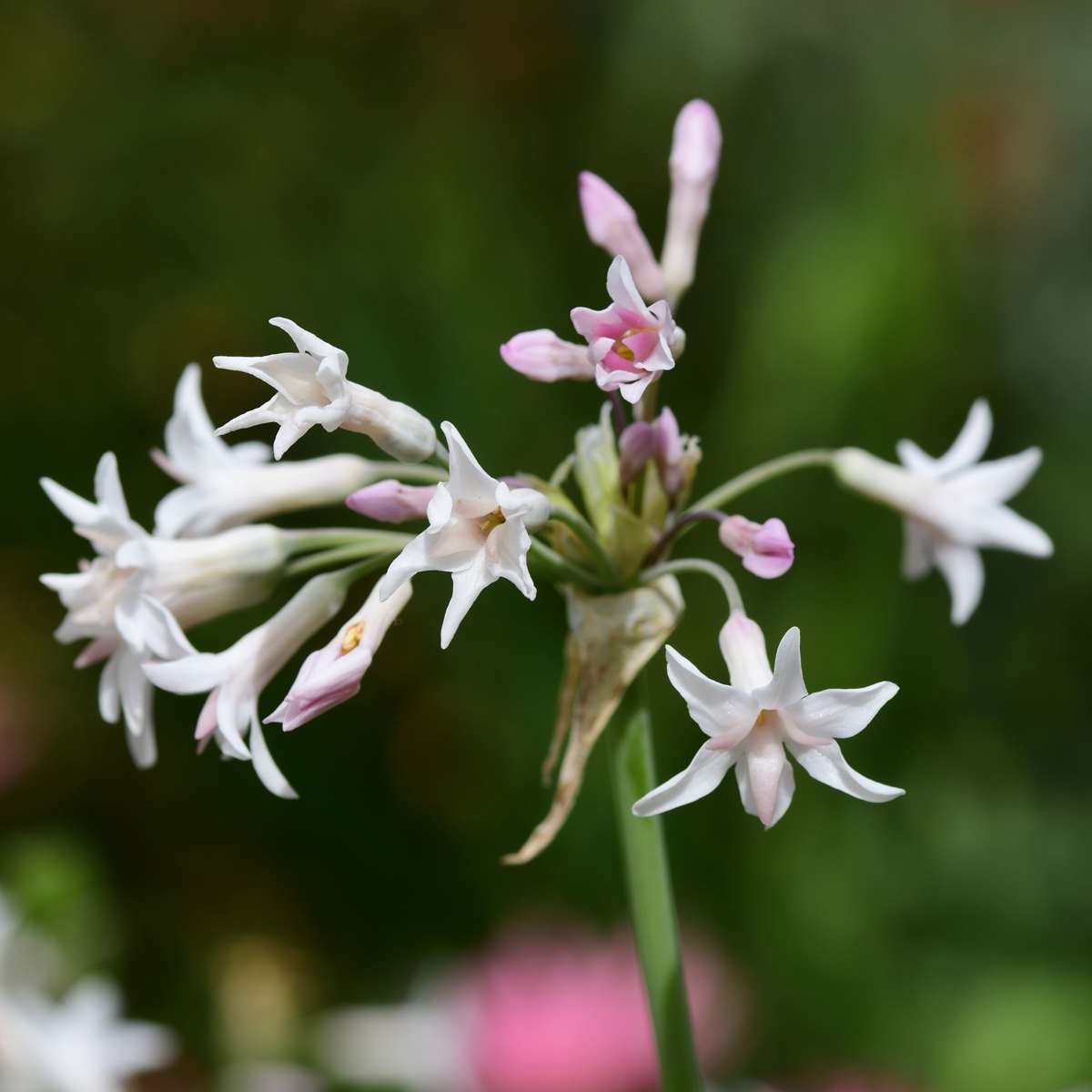 Tulbaghie - Set de 3 - Tulbaghia violacea - Hauteur 15-25cm - ⌀9cm