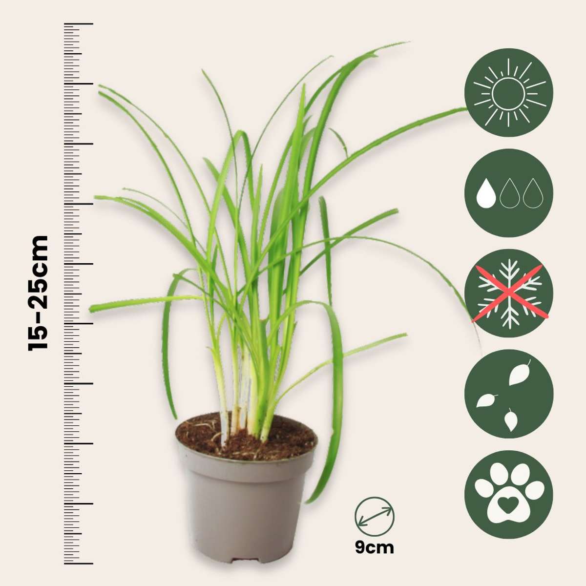Tulbaghie - Set de 6 - Tulbaghia violacea - Hauteur 15-25cm - ⌀9cm