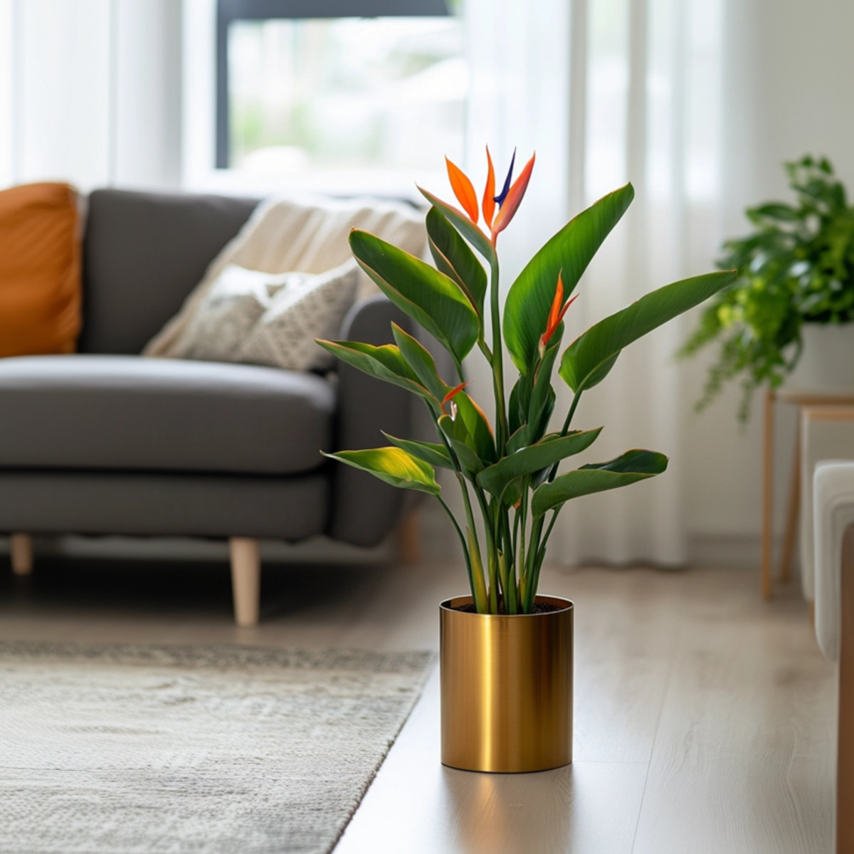 Oiseau de paradis - Strelitzia reginea - Hauteur 25-40cm - ⌀9cm - TD Plantz