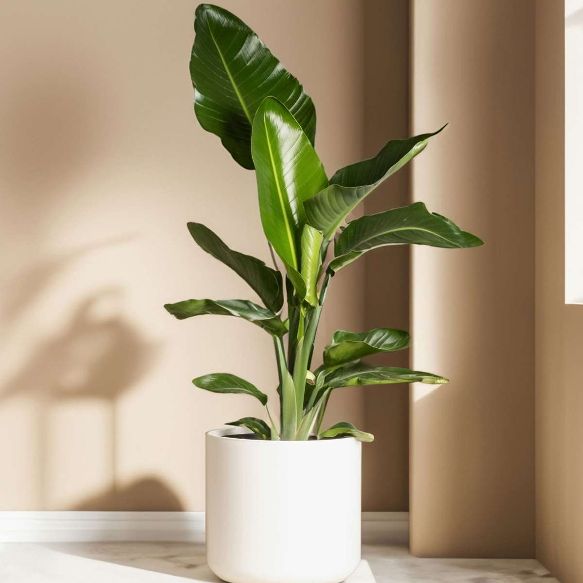 Oiseau de paradis - Set de 3 - Strelitzia reginea - Hauteur 25-40cm - ⌀9cm