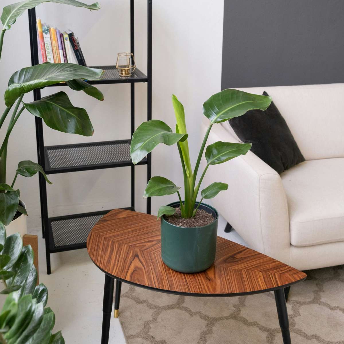 Oiseau de paradis - Set de 3 - Strelitzia reginea - Hauteur 25-40cm - ⌀9cm