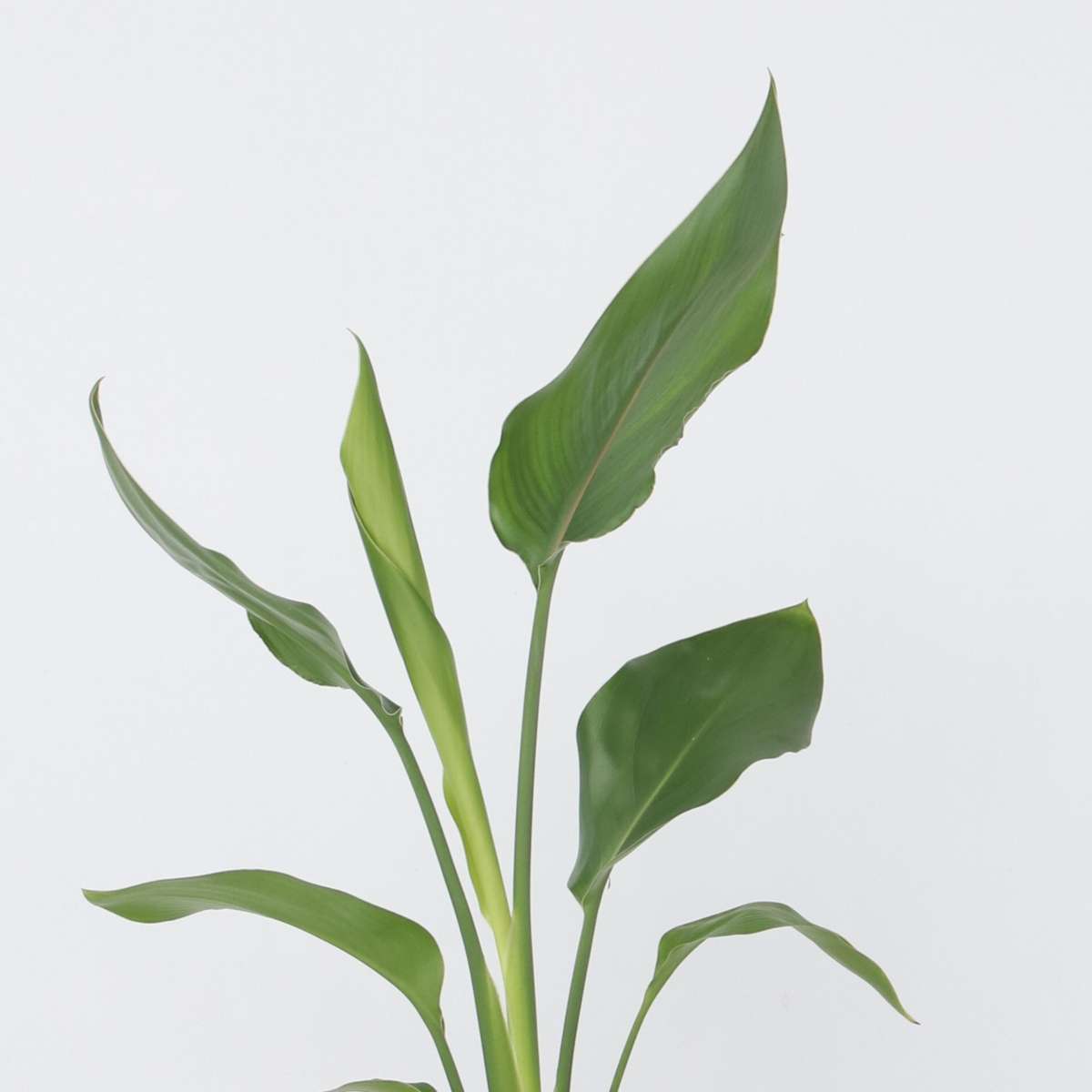 Oiseau de paradis - Set de 3 - Strelitzia reginea - Hauteur 25-40cm - ⌀9cm