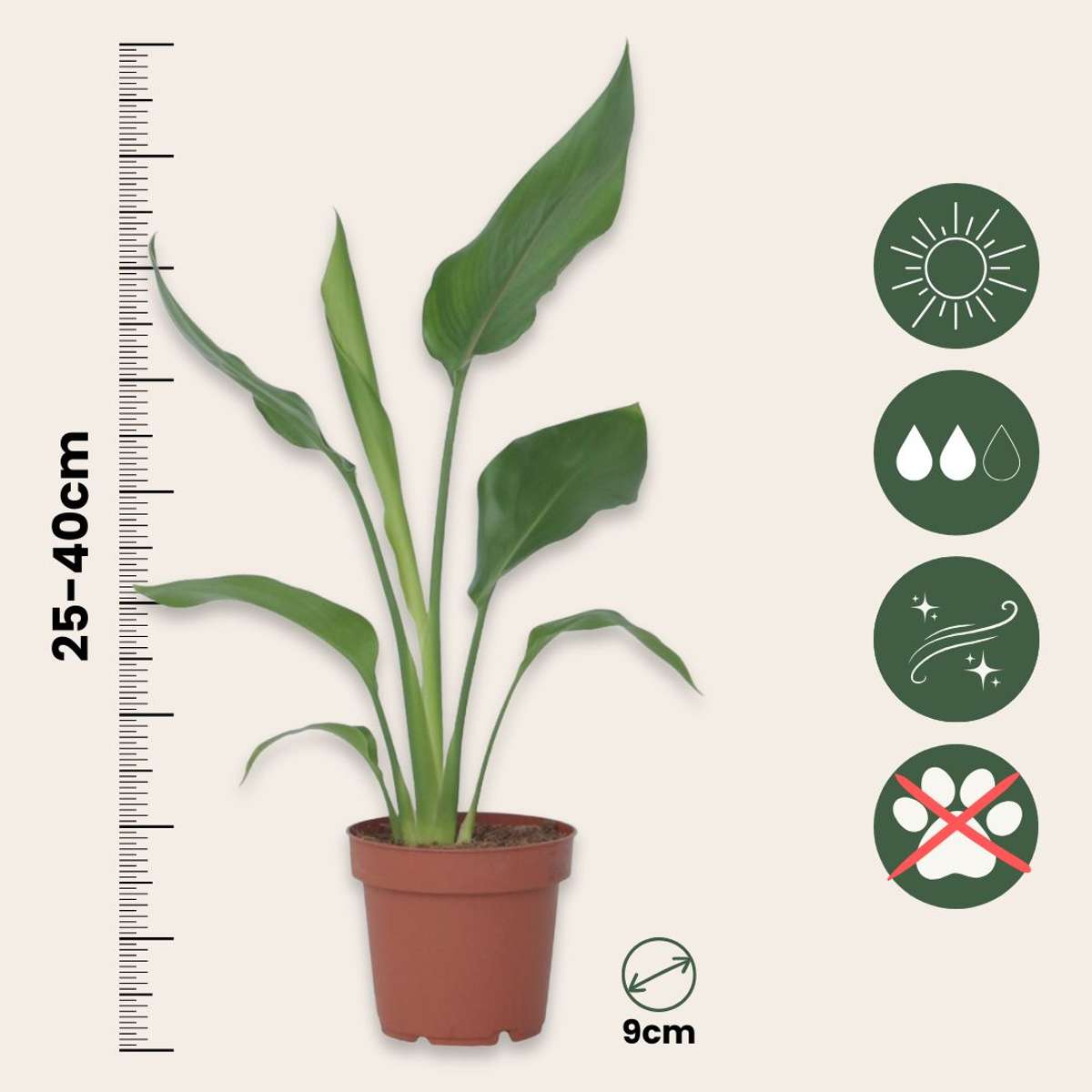 Oiseau de paradis - Set de 6 - Strelitzia reginea - Hauteur 25-40cm - ⌀9cm