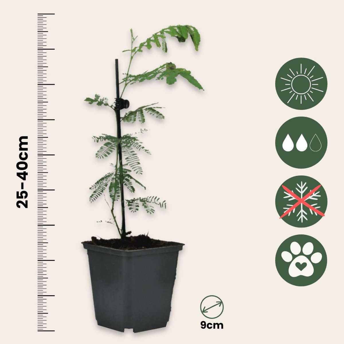 Fleur de mimosa - Set de 3 - Mimosa dealbata - Hauteur 25-40cm - ⌀9cm