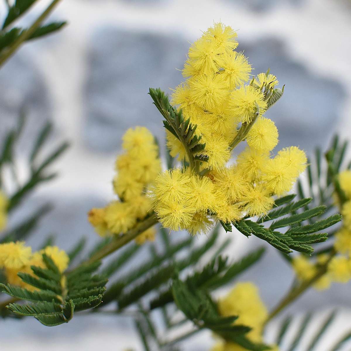 Yellow Mimosa - 6 pcs. - Mimosa dealbata - Height 25-40cm - ⌀9cm