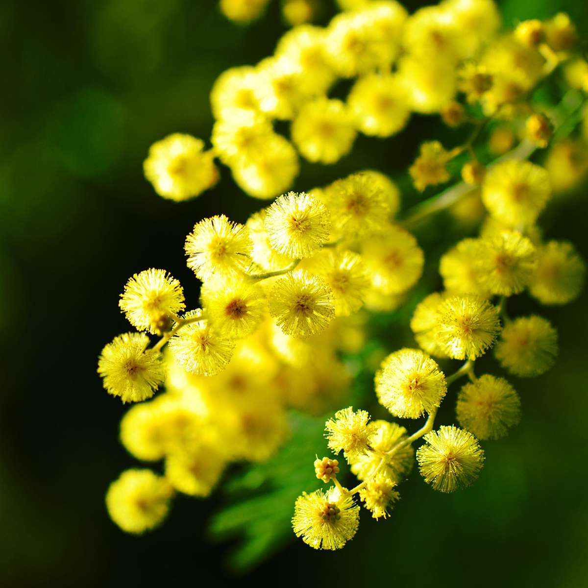Yellow Mimosa - 6 pcs. - Mimosa dealbata - Height 25-40cm - ⌀9cm