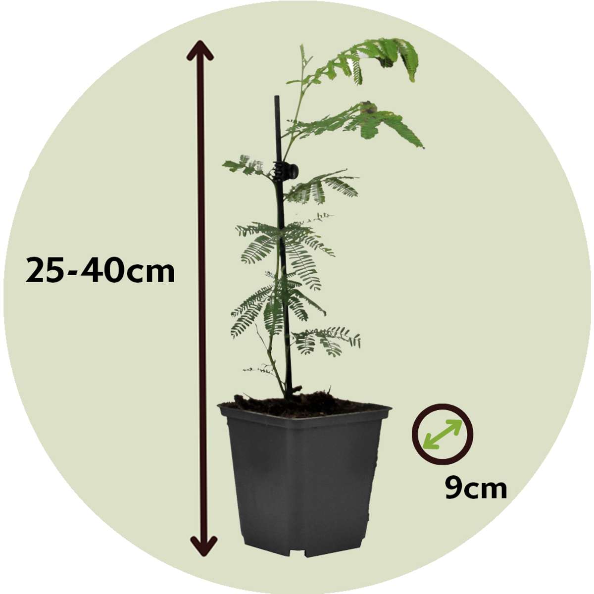 Yellow Mimosa - 6 pcs. - Mimosa dealbata - Height 25-40cm - ⌀9cm