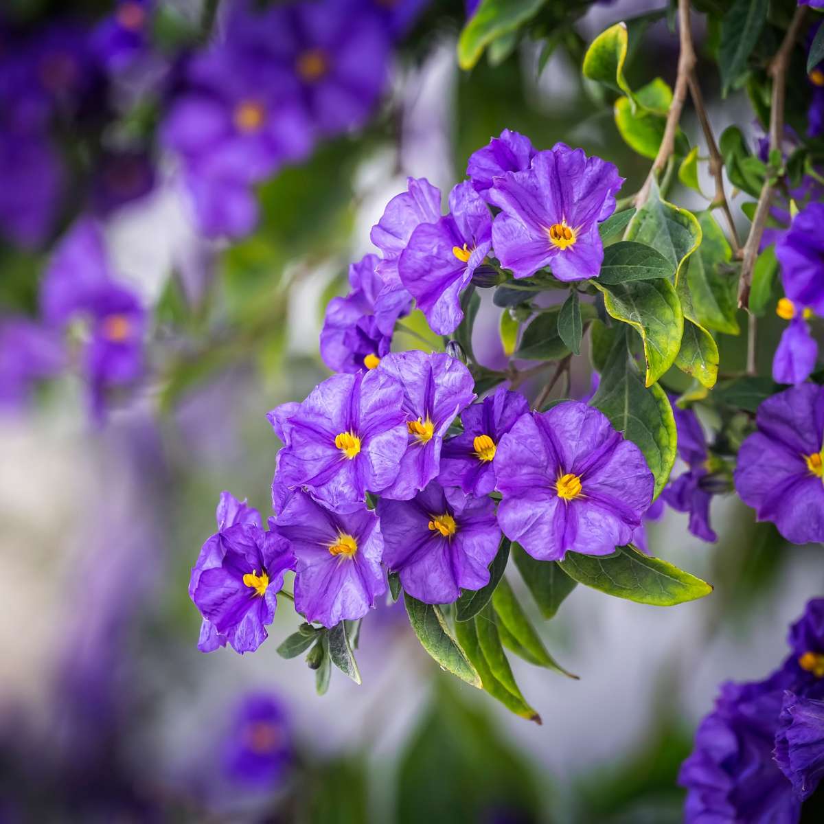 Solanum - Set de 3 - Lycianthes rantonnetii - Hauteur 25-40cm - ⌀9cm - TD Plantz