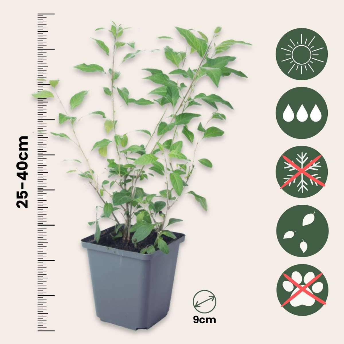 Solanum - Set de 3 - Lycianthes rantonnetii - Hauteur 25-40cm - ⌀9cm - TD Plantz