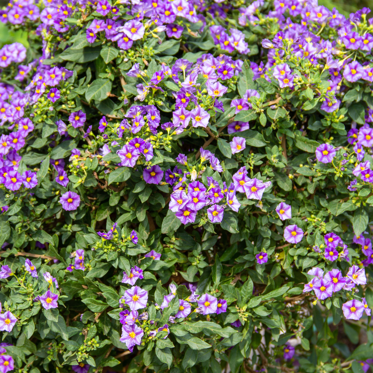 Solanum - Set de 3 - Lycianthes rantonnetii - Hauteur 25-40cm - ⌀9cm - TD Plantz