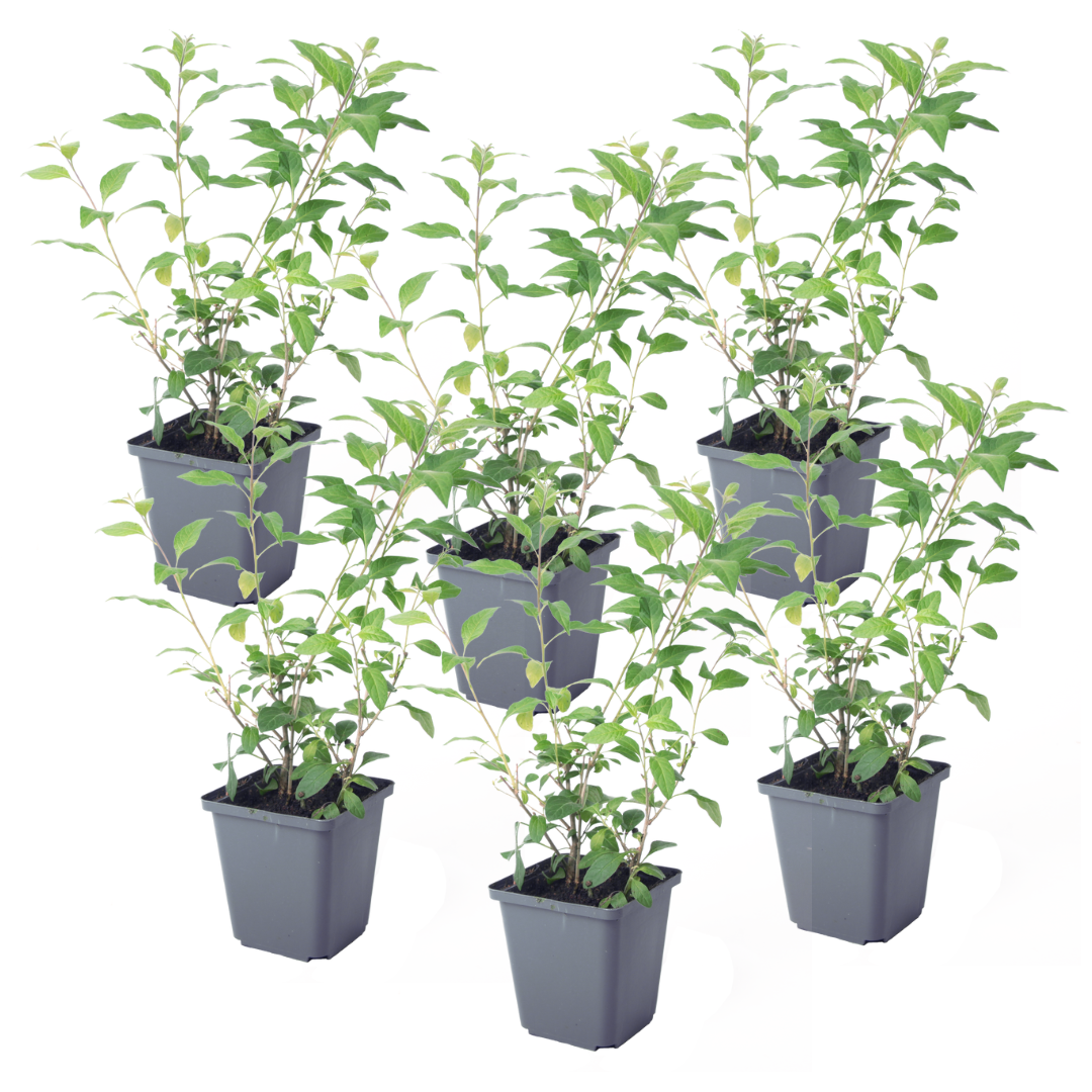 Solanum - Set de 6 - Lycianthes rantonnetii - Hauteur 25-40cm - ⌀9cm