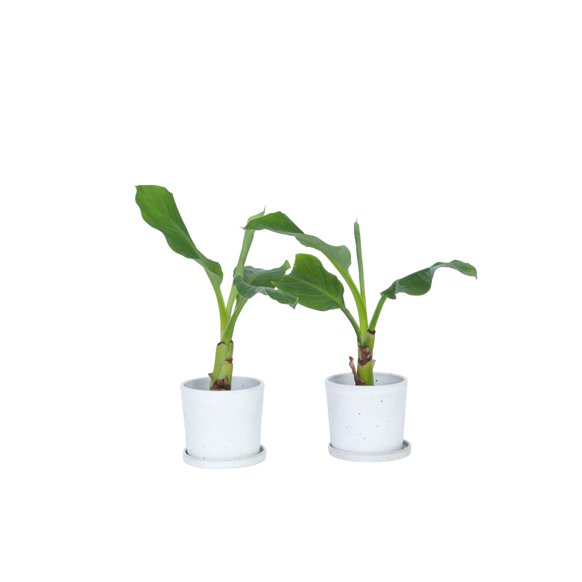 Golden Lotus Banana - 2 pcs. - Musella lasiocarpa - Height 25-40cm - ⌀9cm
