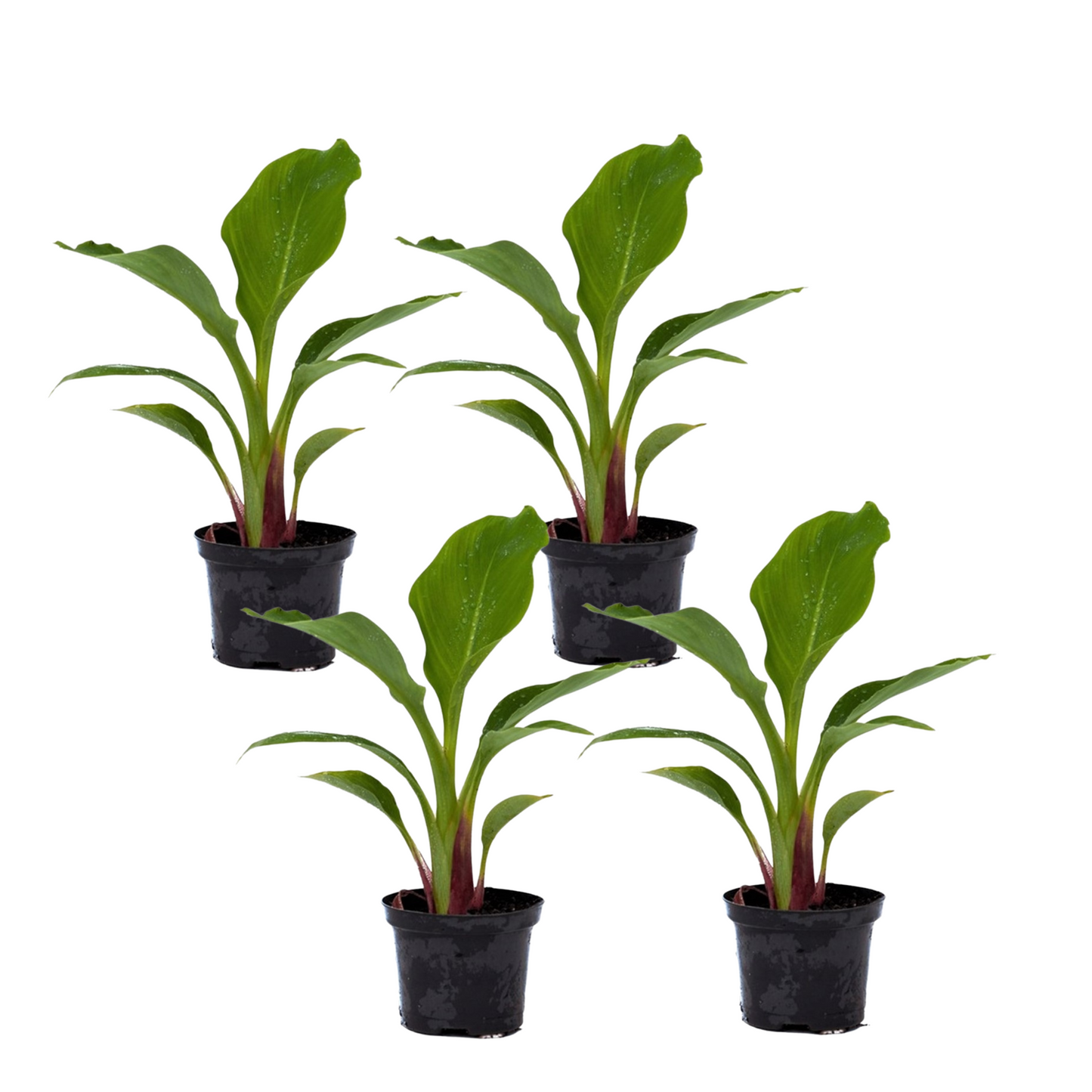Bananier nain Lotus d'or - Set de 4 - Musella lasiocarpa - H25-40cm - ⌀9cm