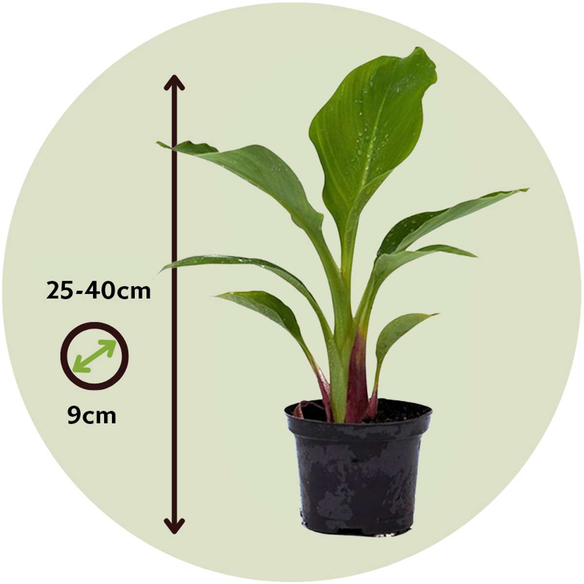 Bananier nain Lotus d'or - Set de 4 - Musella lasiocarpa - H25-40cm - ⌀9cm