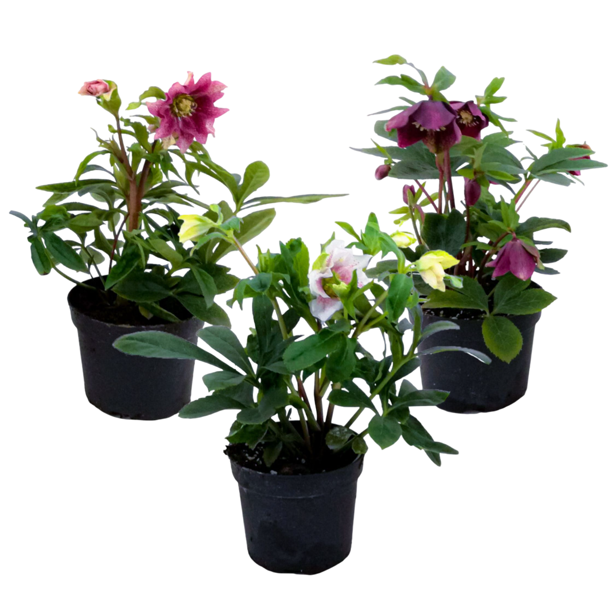 Rose de Noël - Set de 3 - Helleborus orientalis - Hauteur 20-30cm - ⌀12cm
