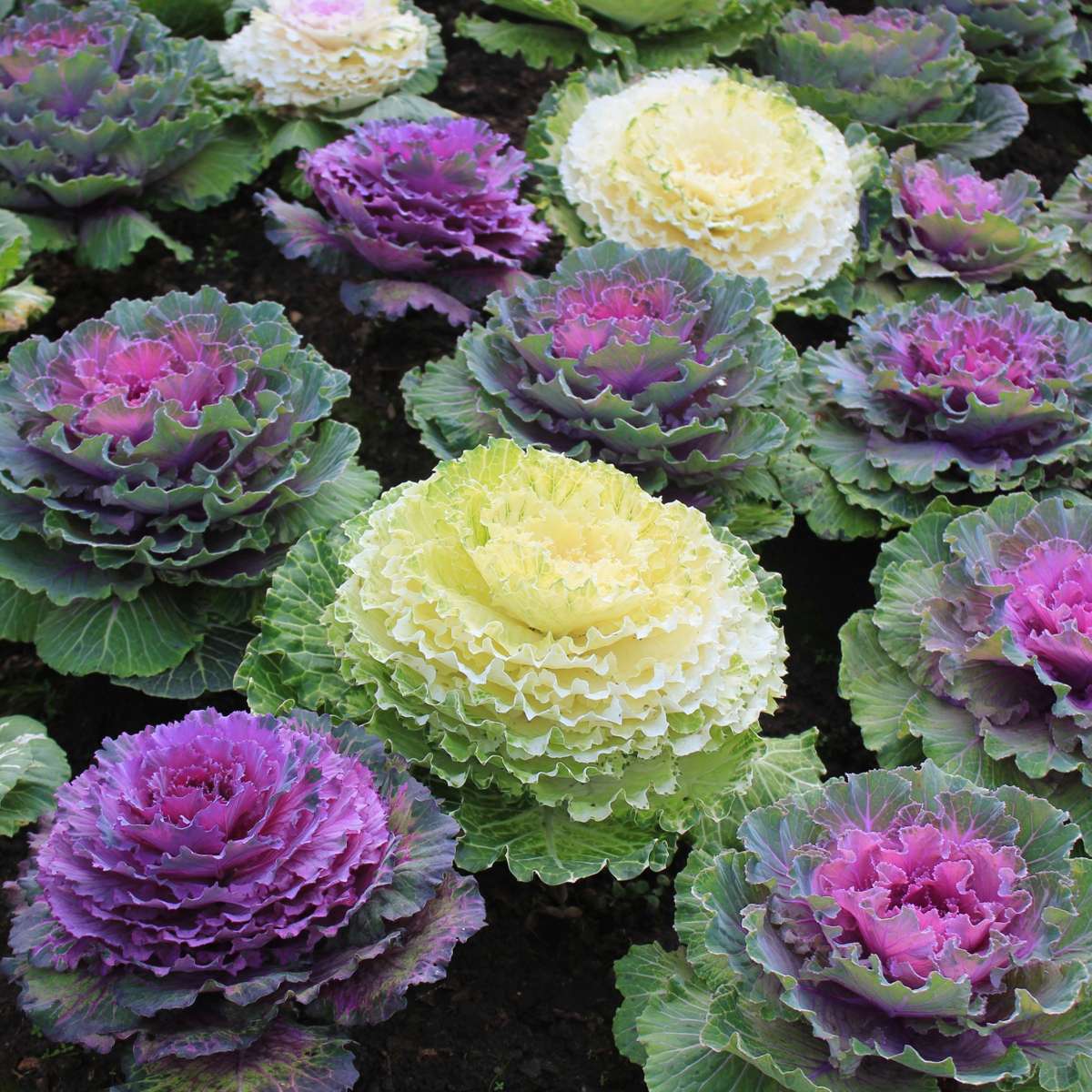 Chou commun - Set de 3 - Brassica oleracea - Hauteur 10-20cm - ⌀10,5cm - TD Plantz