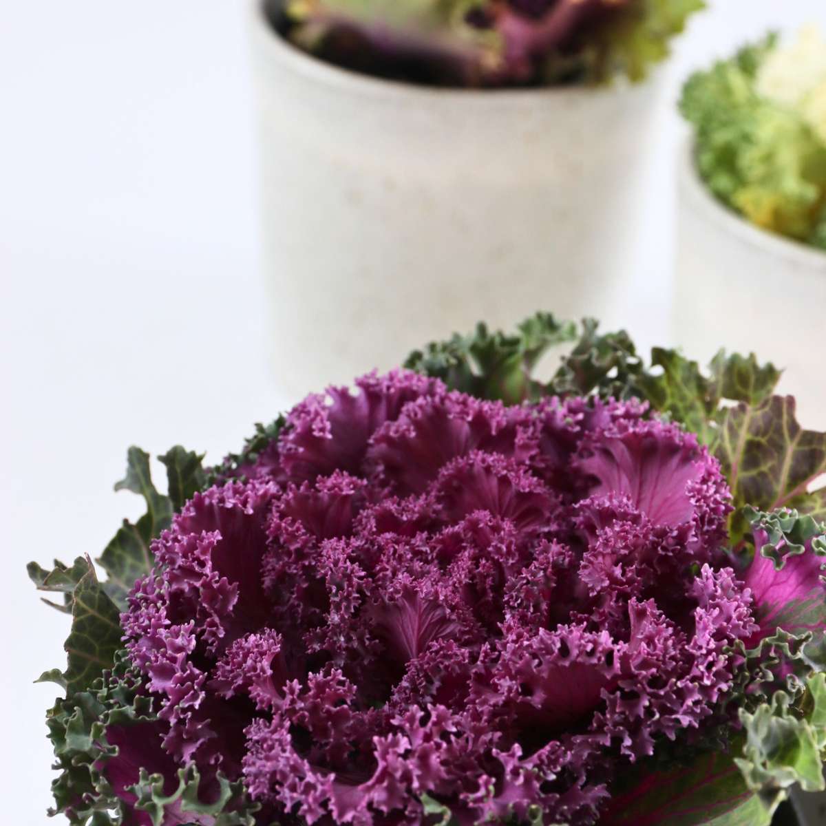 Chou commun - Set de 3 - Brassica oleracea - Hauteur 10-20cm - ⌀10,5cm - TD Plantz