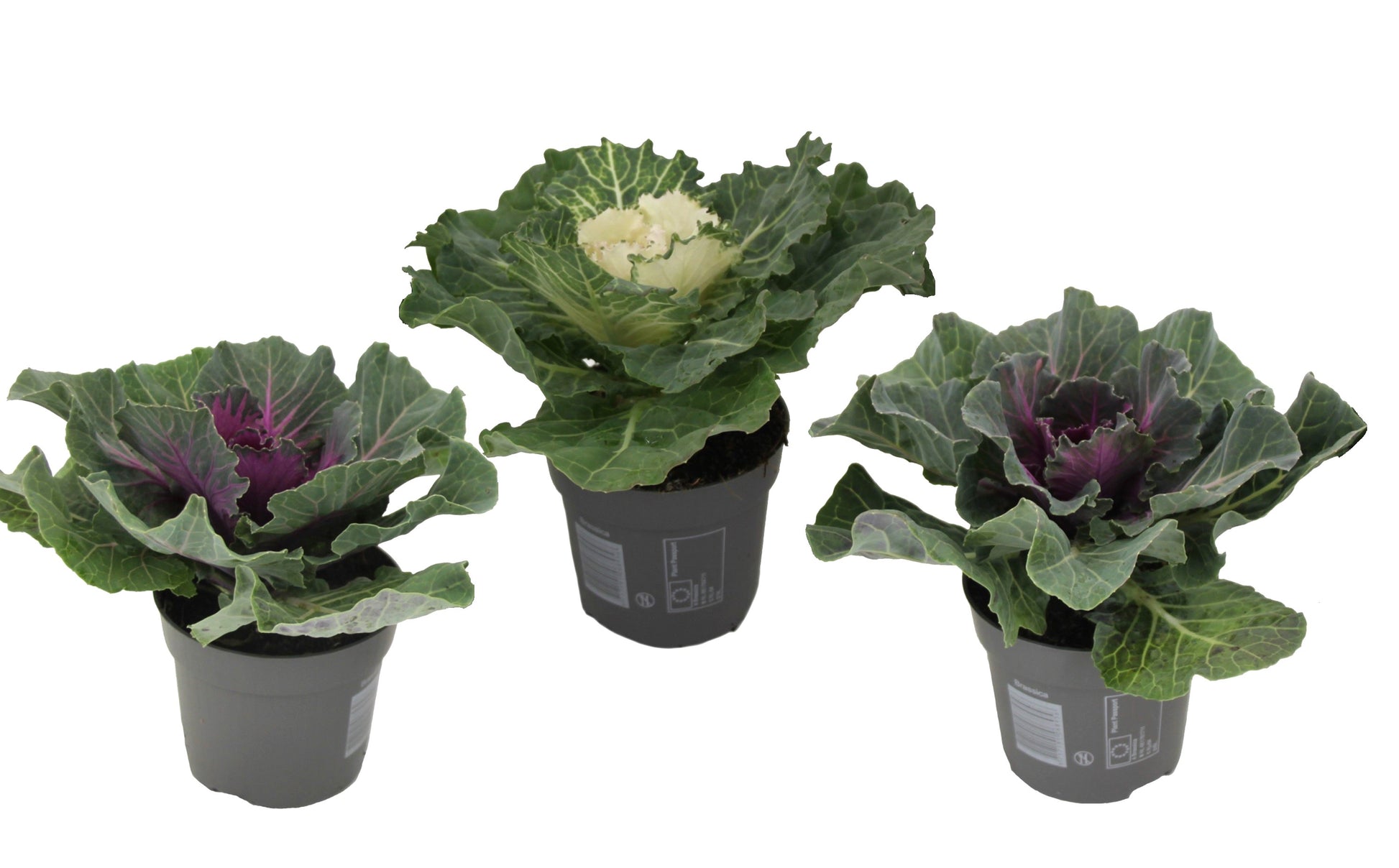 Chou commun - Set de 3 - Brassica oleracea - Hauteur 10-20cm - ⌀10,5cm - TD Plantz