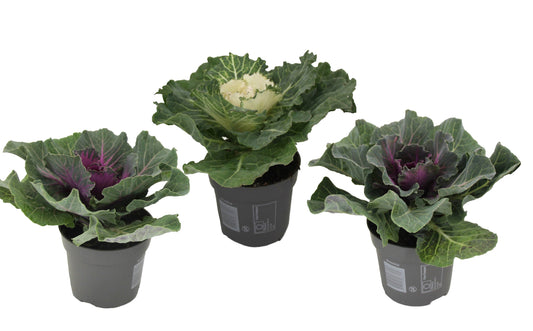 Chou commun - Set de 3 - Brassica oleracea - Hauteur 10-20cm - ⌀10,5cm - TD Plantz