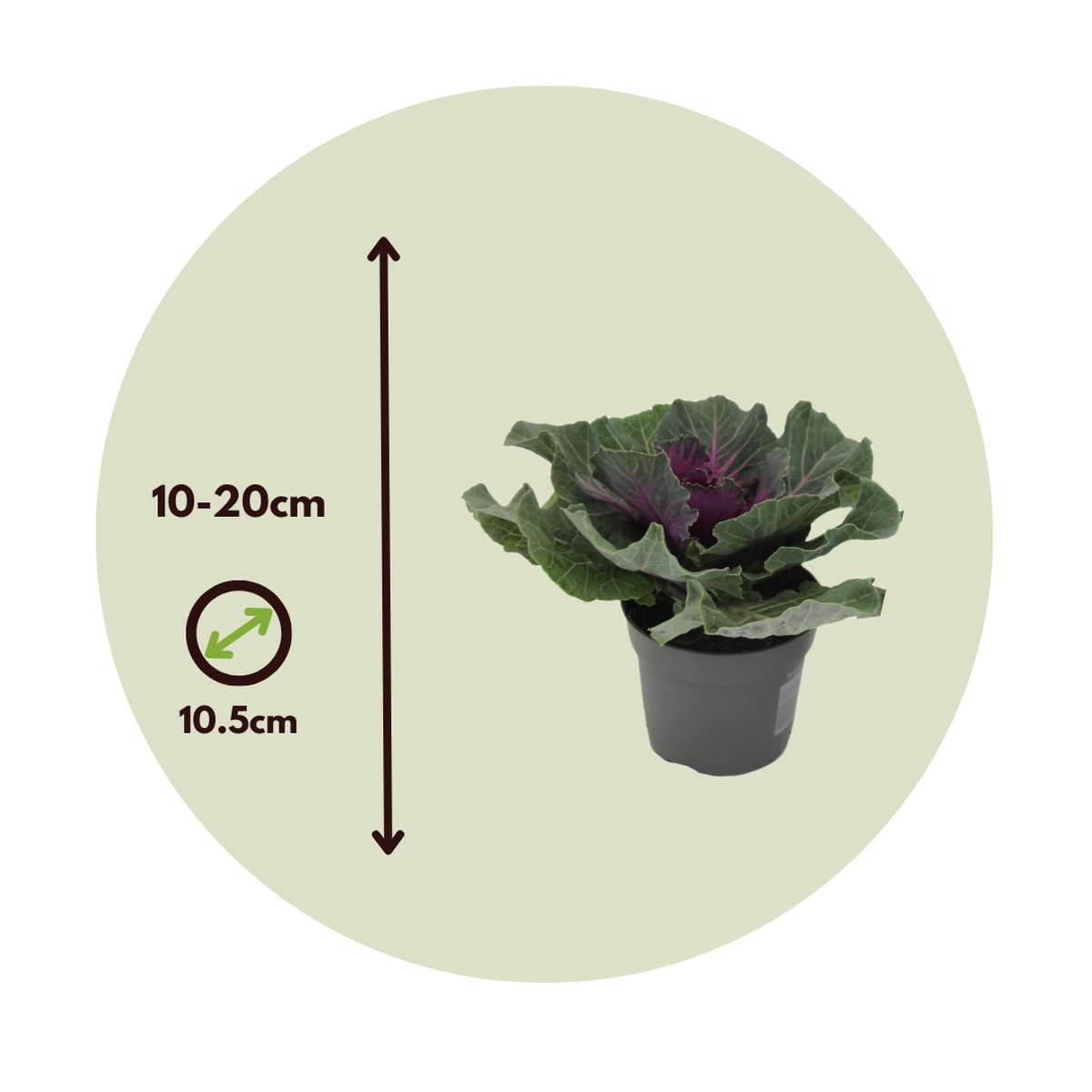 Chou commun - Set de 3 - Brassica oleracea - Hauteur 10-20cm - ⌀10,5cm - TD Plantz