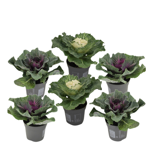 Chou commun - Set de 6 - Brassica oleracea - Hauteur 10-20cm - ⌀10,5cm