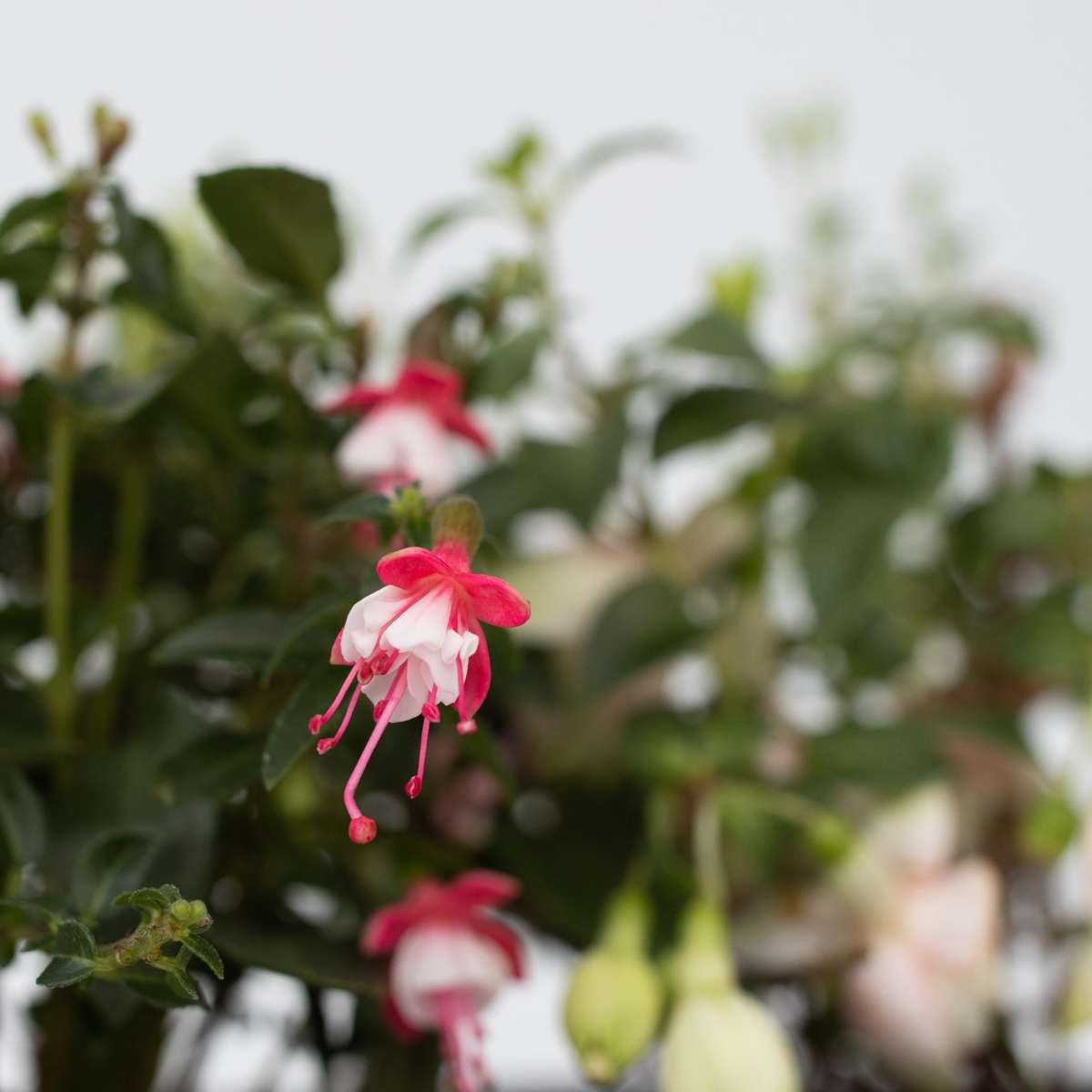 Fuchsia pleureur - Set de 6 - Fuchsia magellanica - Hauteur 10-20cm - ⌀9cm - TD Plantz