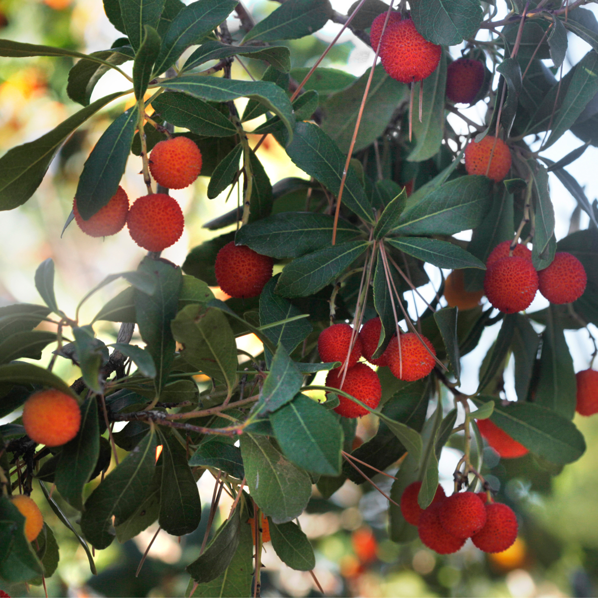 Fruits de l'arbousier - Set de 6 - Arbutus 'Unedo' - Hauteur 25-40cm - ⌀9cm