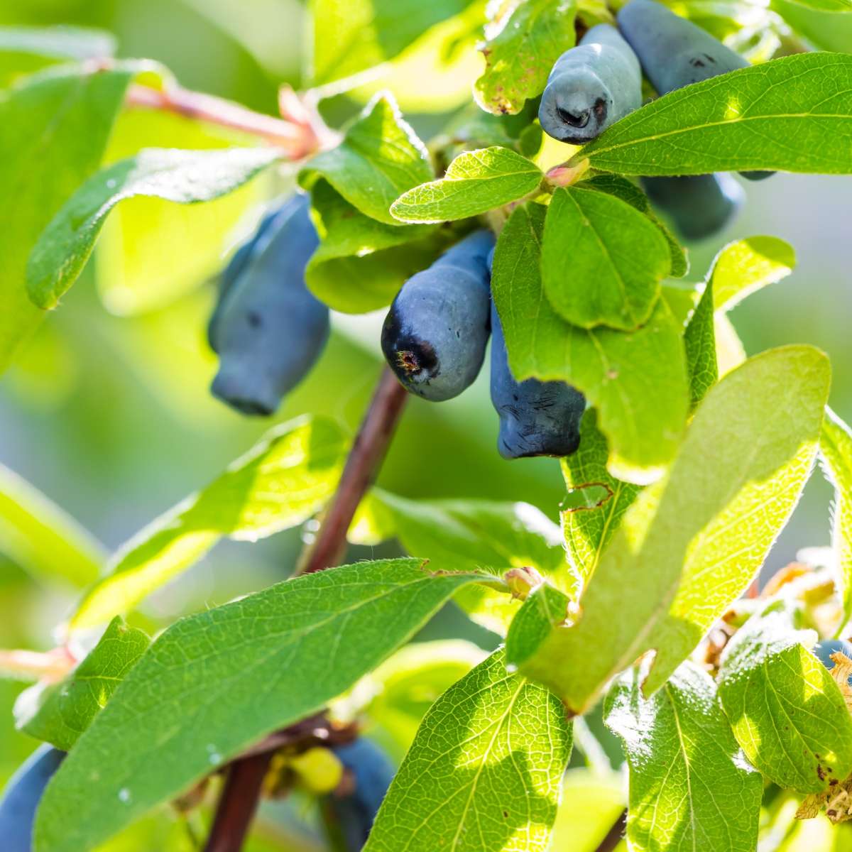 Chèvrefeuille - Set de 6 - Lonicera kamtchatica - Hauteur 25-40cm - ⌀9cm