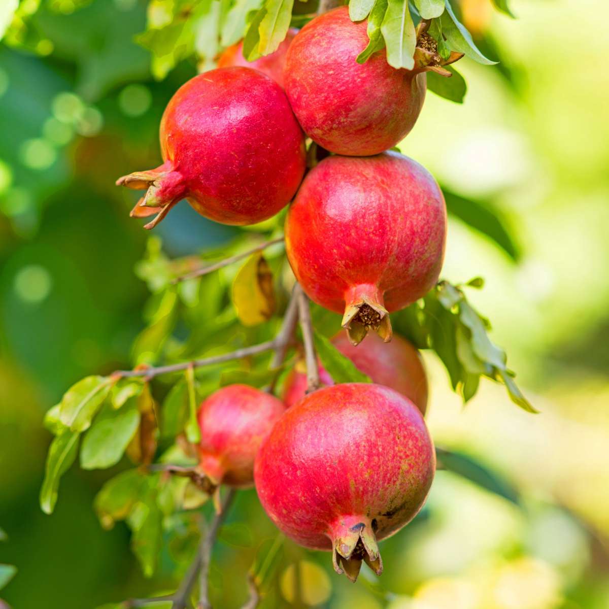 Grenadier - Set de 3 - Punica granatum - Hauteur 25-40cm - ⌀9cm