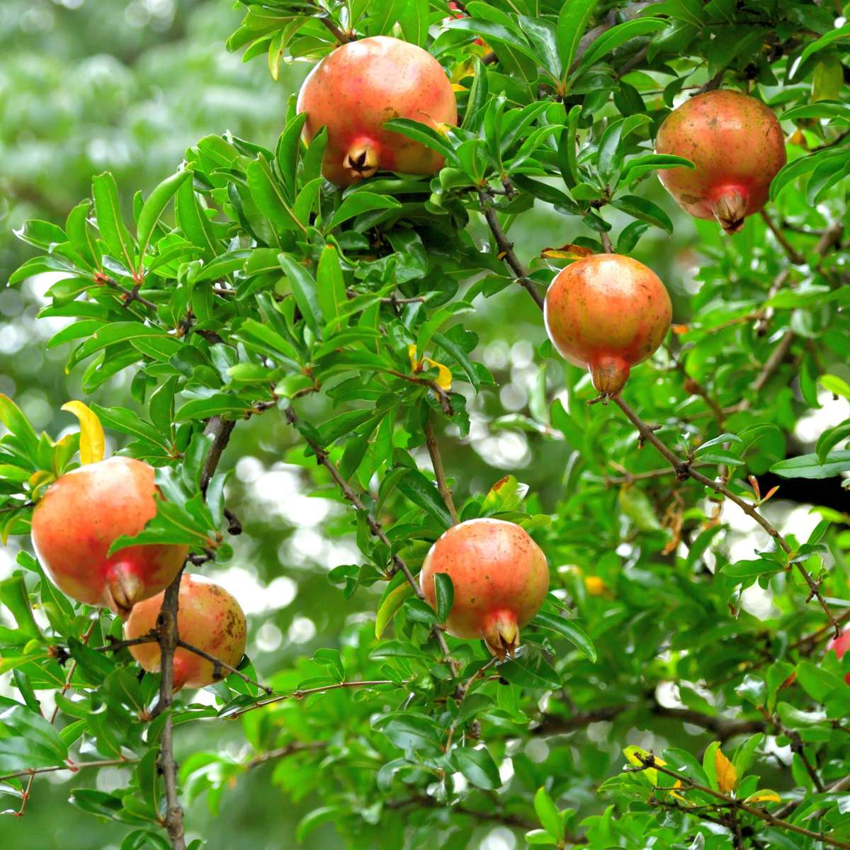 Grenadier - Set de 3 - Punica granatum - Hauteur 25-40cm - ⌀9cm