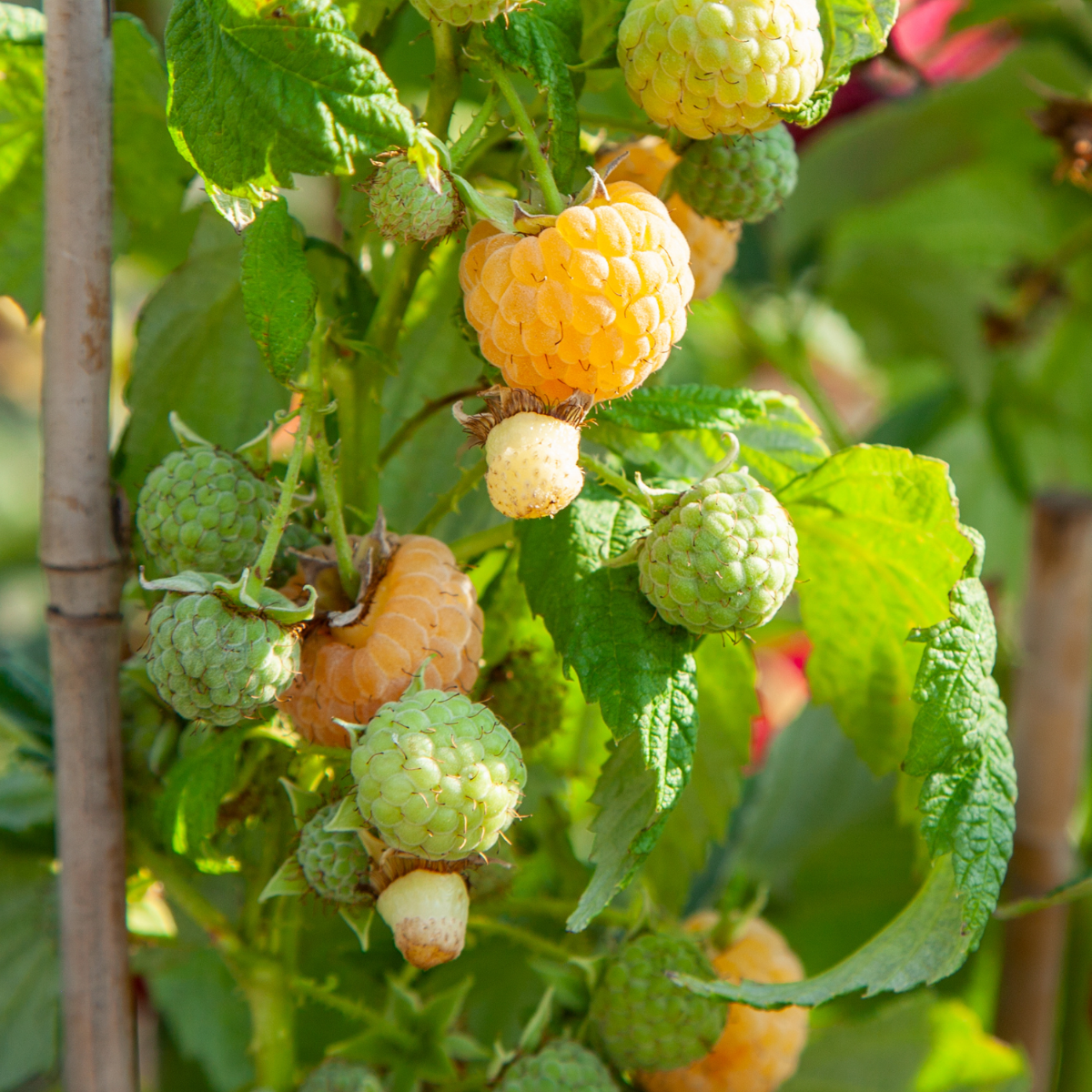 Wild Raspberry - 3 pcs. - Rubus idaeus 'Fallgold' - Height 25-40cm - ⌀9cm