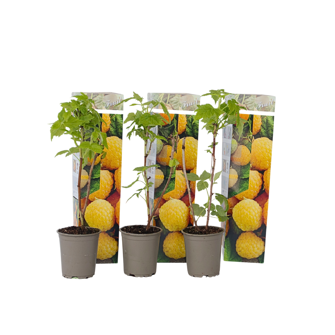 Wild Raspberry - 3 pcs. - Rubus idaeus 'Fallgold' - Height 25-40cm - ⌀9cm