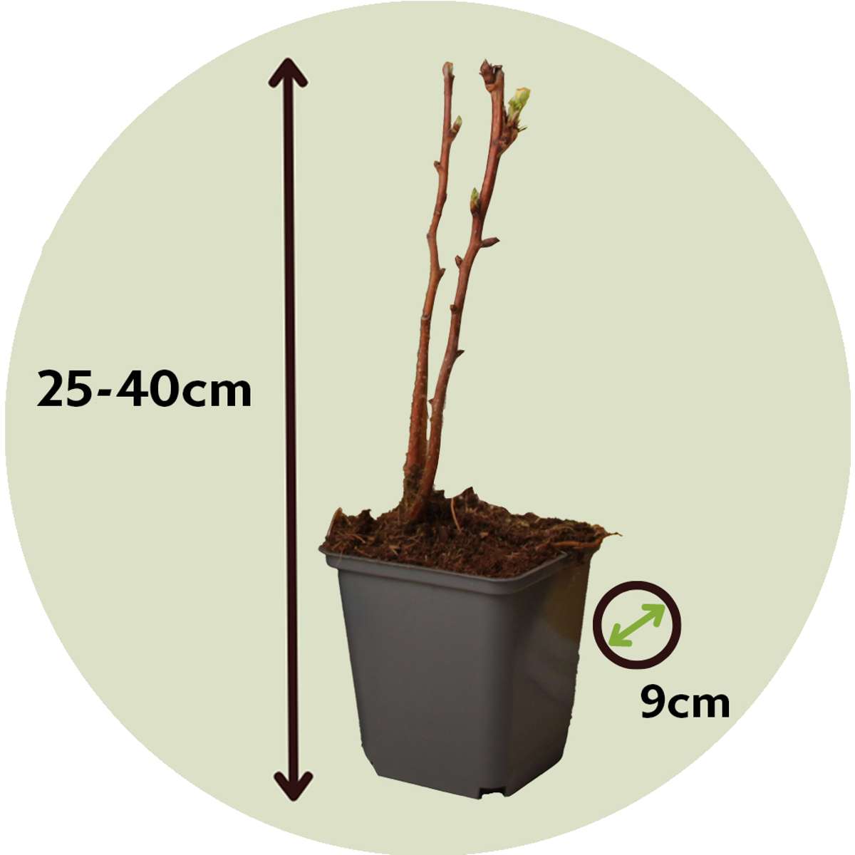 Wild Raspberry - 3 pcs. - Rubus idaeus 'Fallgold' - Height 25-40cm - ⌀9cm