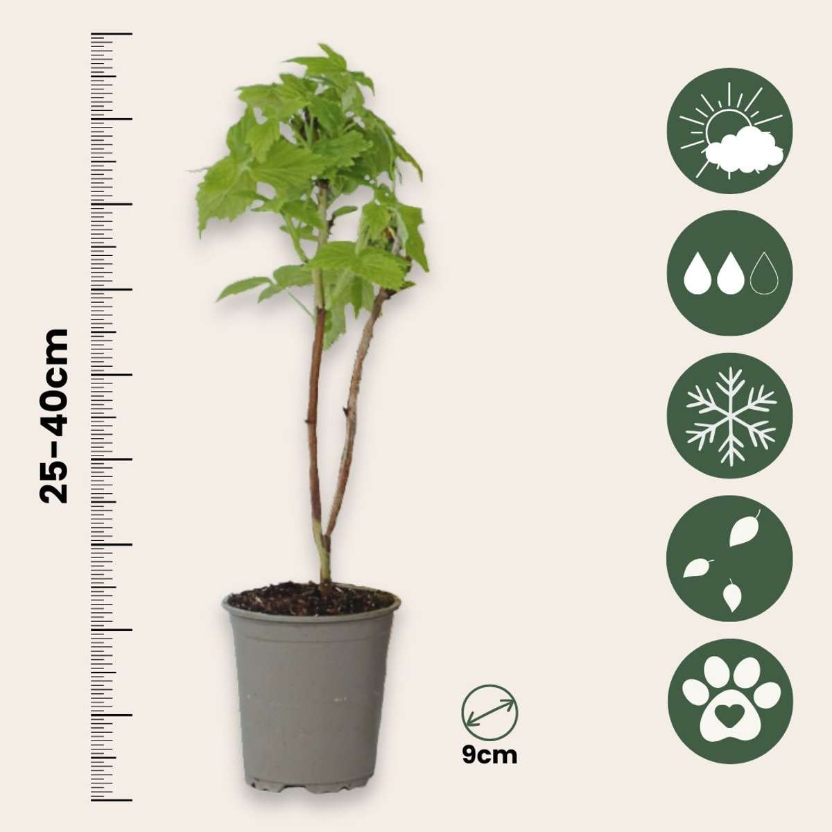 Framboisier - Set de 3 - Rubus idaeus 'Fallgold' - Hauteur 25-40cm - ⌀9cm