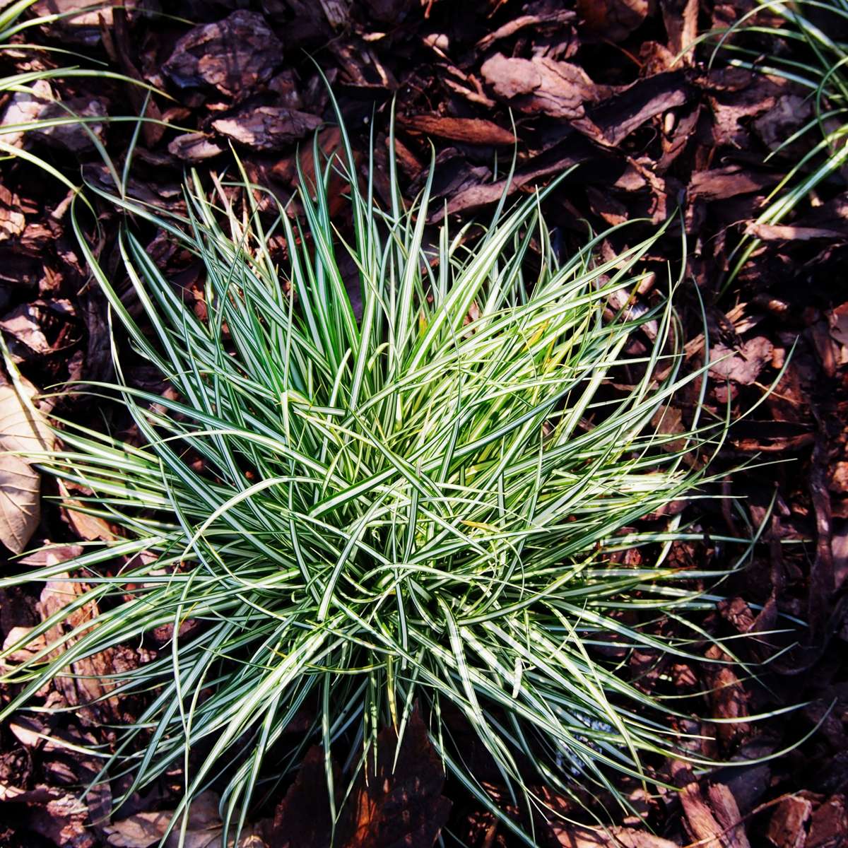 Sedge - 6 pcs. - Carex 'Amazon Mist' - Height 15-25cm - ⌀10,5cm