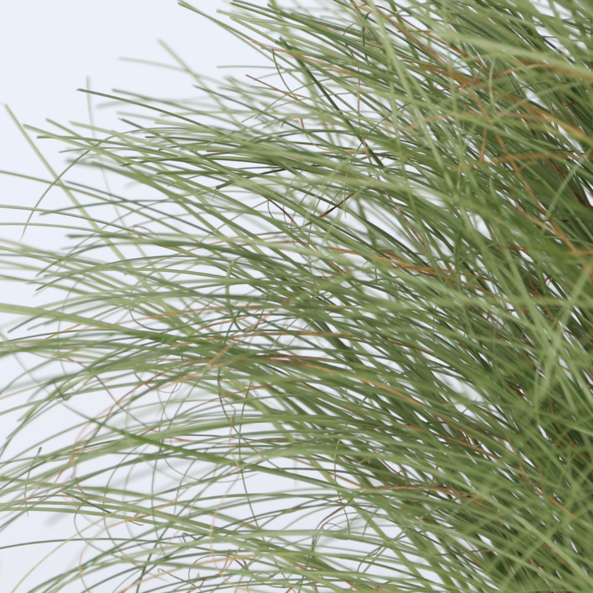 Sedge - 6 pcs. - Carex 'Amazon Mist' - Height 15-25cm - ⌀10,5cm