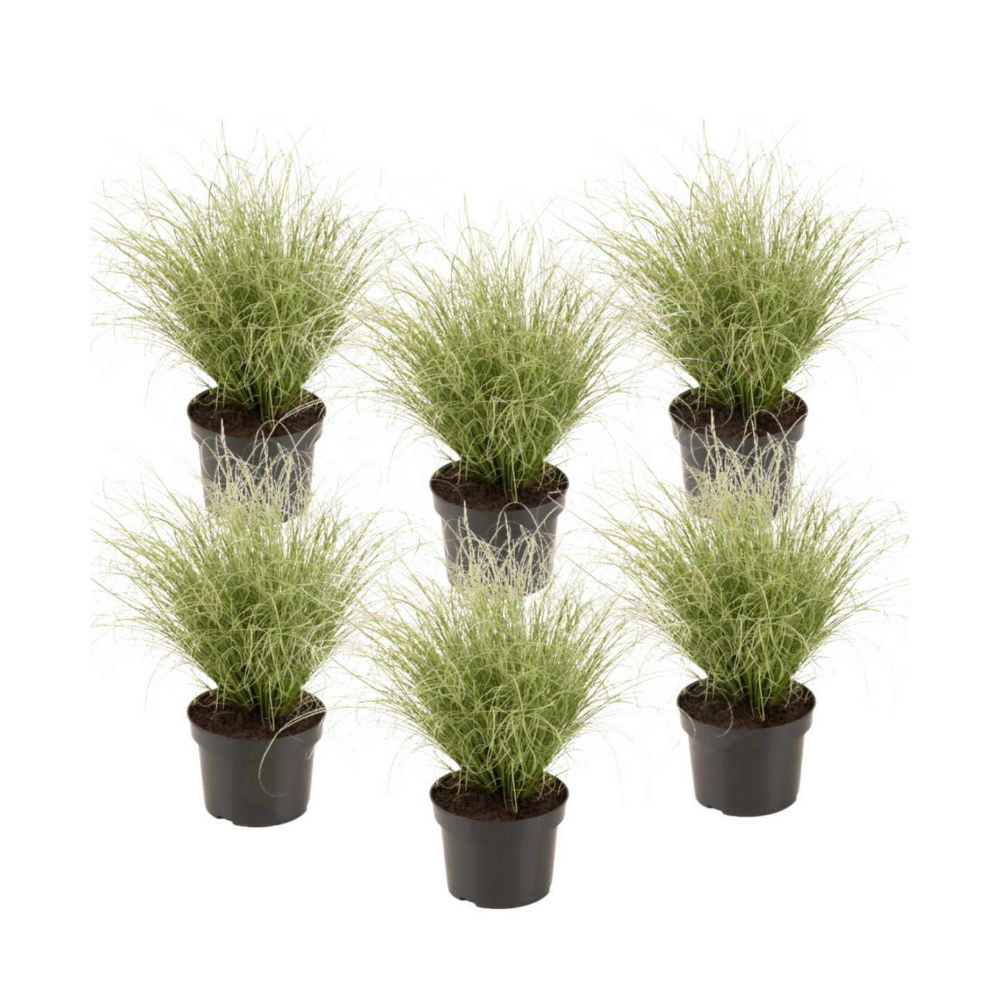 Sedge - 6 pcs. - Carex 'Amazon Mist' - Height 15-25cm - ⌀10,5cm