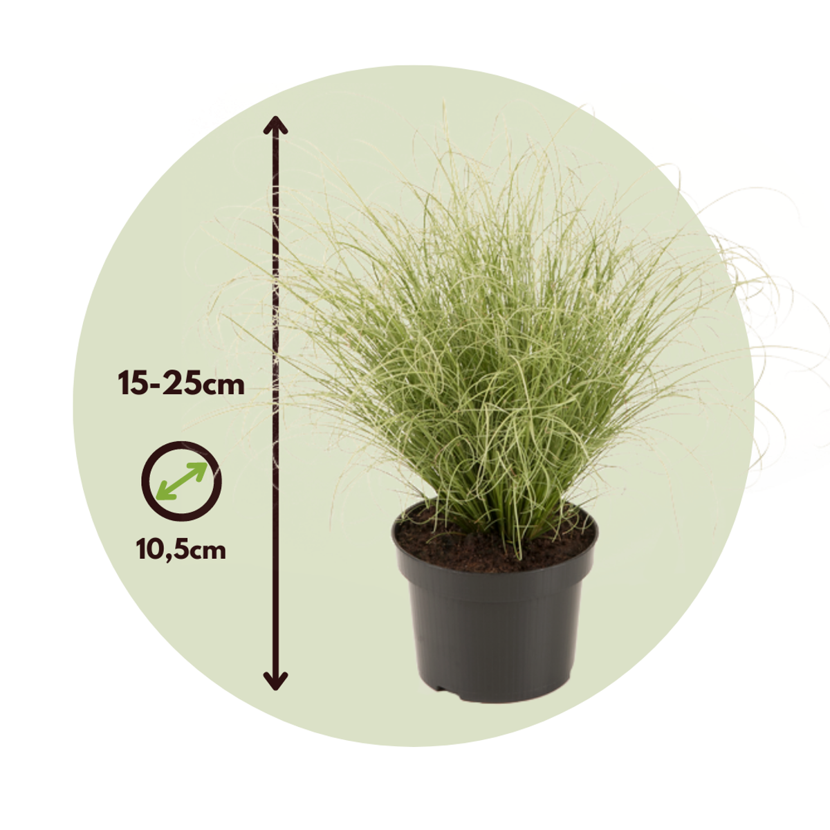 Sedge - 6 pcs. - Carex 'Amazon Mist' - Height 15-25cm - ⌀10,5cm