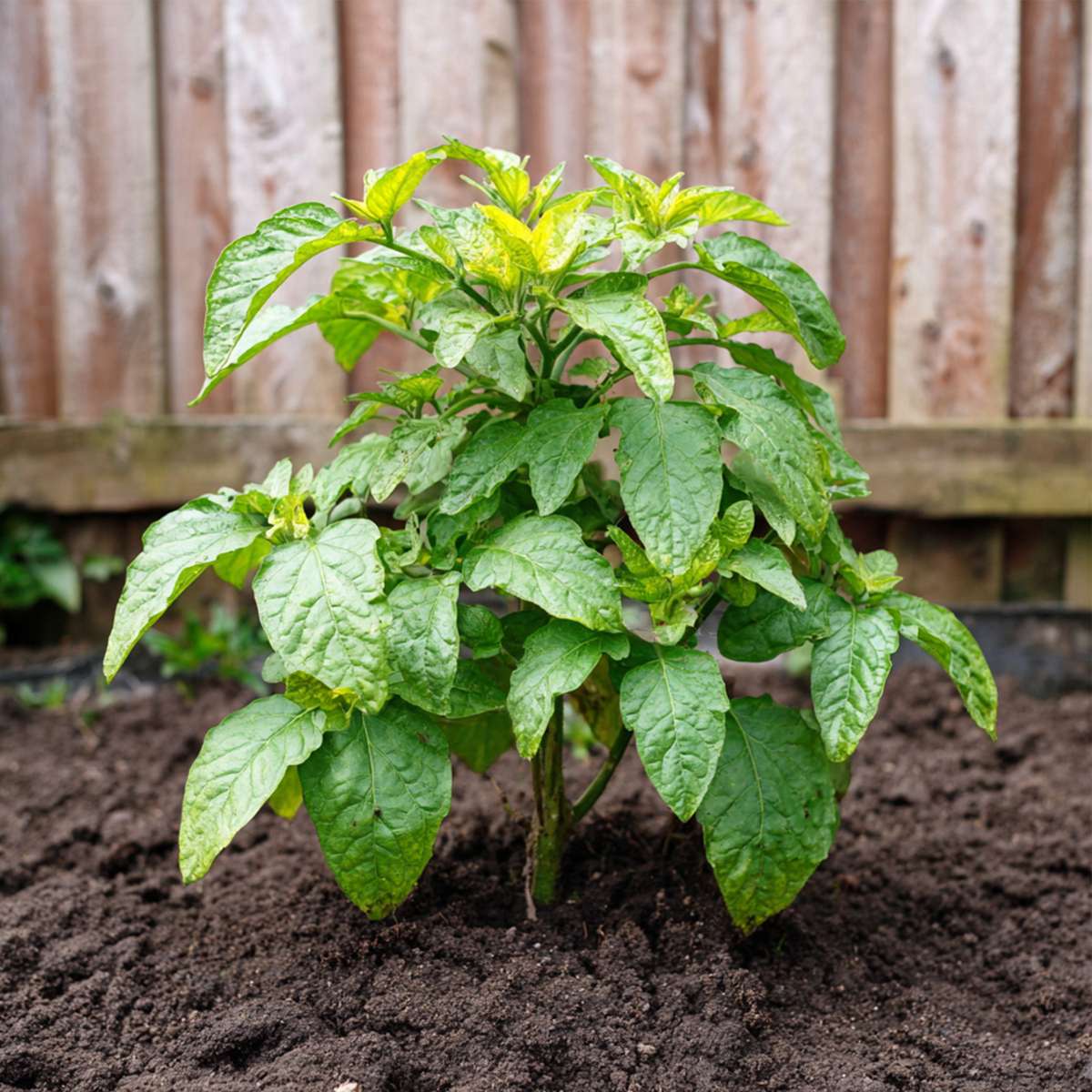 Tomatillo - Set de 3 - Solanum Muricatum 'Pepino gold' - Hauteur 25-40cm - ⌀9cm